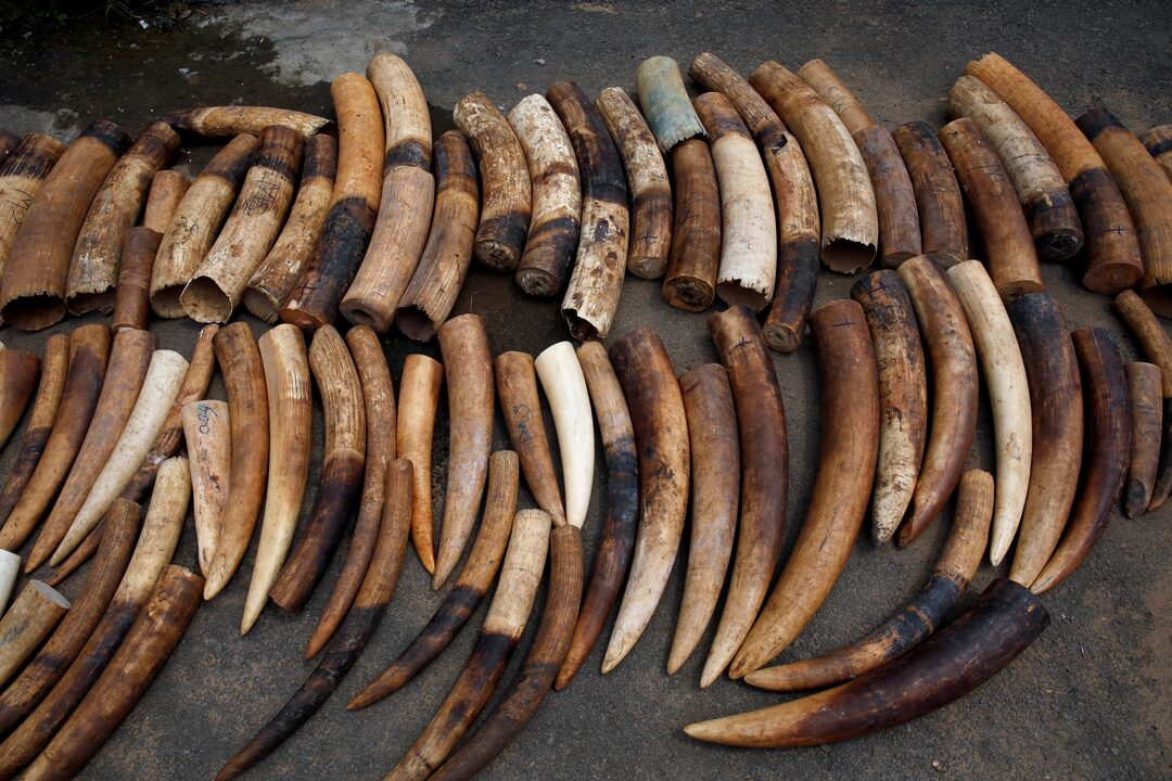 Seized elephant ivory tusks displayed after confiscation, highlighting the scale of illegal ivory trafficking in Africa